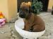 RHODÉSKÝ RIDGEBACK  - štěňata s PP - Prodej