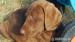 Chesapeake Bay Retriever s PP - K ODBĚRU!!!! - Prodej