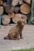 Chesapeake Bay Retriever s PP - K ODBĚRU!!!! - Prodej