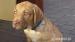 Chesapeake Bay Retriever s PP - K ODBĚRU!!!! - Prodej