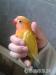 Agapornis Fischer - Predaj