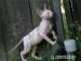 Sphynx koťátka s PP - Prodej
