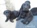 Labrador - Predaj