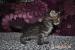 Maine Coon ostatnia kotka - Sprzedaż