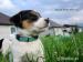 Šteniatka Jack Russel teriéra s PP - Predaj