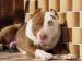 Americký pitbull terier red nose s PP - Predaj
