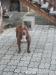 Americký pitbull terier red nose s PP - Predaj