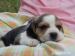 Šteniatka bigl, beagle - Predaj