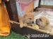 Šteniatka shar-pei - Predaj