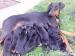 Predám dobermany - Predaj