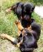 Predám dobermany - Predaj