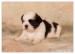 Shih Tzu - šteniatka ( shi-tzu,si-cu,si-tzu ) - Predaj