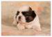 Shih Tzu - šteniatka ( shi-tzu,si-cu,si-tzu ) - Predaj