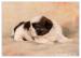 Shih Tzu - šteniatka ( shi-tzu,si-cu,si-tzu ) - Predaj