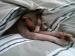 Sphynx kočka - Darování