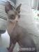 Sphynx kočka - Darování