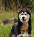 XAWERY HUSKY DO ADOPCJI - Podarunek