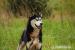 XAWERY HUSKY DO ADOPCJI - Podarunek