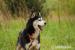 XAWERY HUSKY DO ADOPCJI - Podarunek