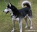  GRANT cudowny husky do adopcji - Podarunek