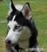  GRANT cudowny husky do adopcji - Podarunek