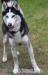  GRANT cudowny husky do adopcji - Podarunek