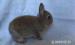 prodám 4 zakrslé  králičky - Prodej