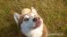 ARGO husky ideał do adopcji - Podarunek