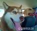 ARGO husky ideał do adopcji - Podarunek