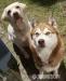 ARGO husky ideał do adopcji - Podarunek