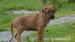Rhodéský Ridgeback s PP, CHS Poklad z Afriky - Prodej