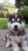 Szczeniaki Sybierian Husky - Sprzedaż