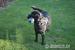 Labrador retriever - Prodej