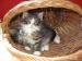 Predám čistokrvné mačiatka - Predaj