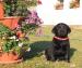 Krasne stniatka labradora na pradaj - Predaj