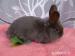 zakrslý králík - Prodej