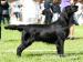 Flat coated retriever s PP - Prodej