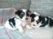 MINI BIEWER YORSHIRE TERIER - Predaj