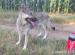  HUSKY - VLCIAK - Predaj