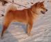 SHIBA INU štěňata - Prodej
