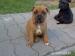 Predám šteniatka Staffordshire Bull Terriera s PP. - Predaj