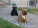 Predám šteniatka Staffordshire Bull Terriera s PP. - Predaj