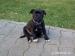 Predám šteniatka Staffordshire Bull Terriera s PP. - Predaj
