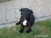 Predám šteniatka Staffordshire Bull Terriera s PP. - Predaj
