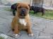 Predám šteniatka Staffordshire Bull Terriera s PP. - Predaj