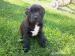 Predám šteniatka Staffordshire Bull Terriera s PP. - Predaj