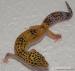 Gekončík noční (Eublepharis Macularius) - Prodej