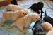 Labrador retriever - Prodej