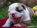 anglický buldok / bulldog / buldok  - Prodej