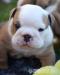 anglický buldok / bulldog / buldok  - Prodej